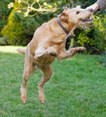 ......... bullseye
Trefwoorden: Animal Animals Canine Canines Dog Dogs Irish Terrier Jump Jumping Land Mammal Land Mammals Leap Leaping Play Playing Playtime Terrestrial Mammal Terrestrial Mammals Terriers Tintin