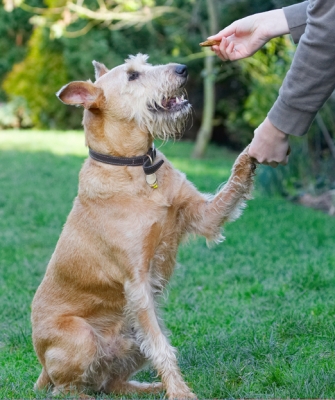 Yes, I'll have that, thank you
الكلمات الإستدلالية(لتسهيل البحث): Animal Animals Canine Canines Dog Dogs Hands Irish Terrier Land Mammal Land Mammals Play Playing Playtime Shake Shaking Terrestrial Mammal Terrestrial Mammals Terriers Tintin