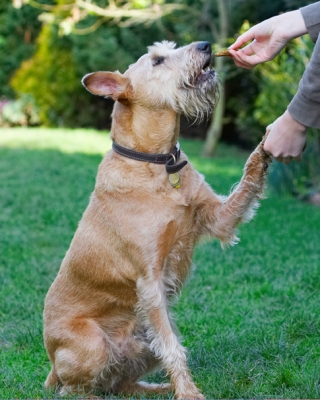 Getting closer..........
الكلمات الإستدلالية(لتسهيل البحث): Animal Animals Canine Canines Dog Dogs Hands Irish Terrier Land Mammal Land Mammals Play Playing Playtime Shake Shaking Terrestrial Mammal Terrestrial Mammals Terriers Tintin