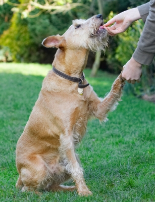 .......... thank you
Palabras clave: Animal Animals Canine Canines Dog Dogs Hands Irish Terrier Land Mammal Land Mammals Play Playing Playtime Shake Shaking Terrestrial Mammal Terrestrial Mammals Terriers Tintin