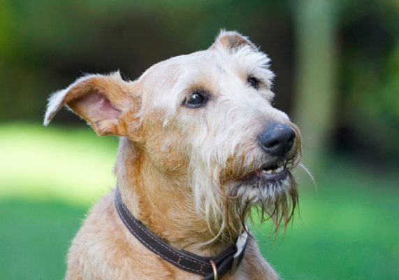 OK, I'm waiting.........
Mots-clés: Animal Animals Canine Canines Dog Dogs Irish Terrier Land Mammal Land Mammals Play Playing Playtime Terrestrial Mammal Terrestrial Mammals Terriers Tintin