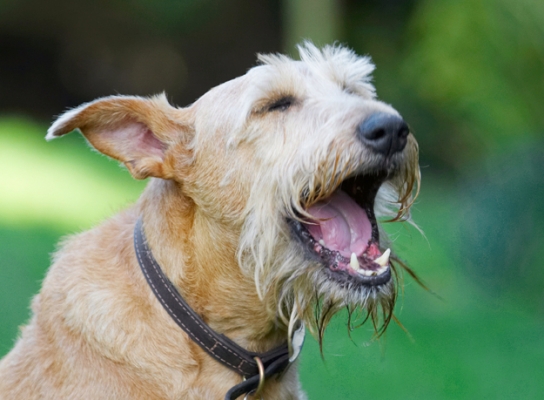 ......... it's so boring
Ključne besede: Animal Animals Canine Canines Dog Dogs Irish Terrier Land Mammal Land Mammals Play Playing Playtime Terrestrial Mammal Terrestrial Mammals Terriers Tintin Tongue Yawn Yawning