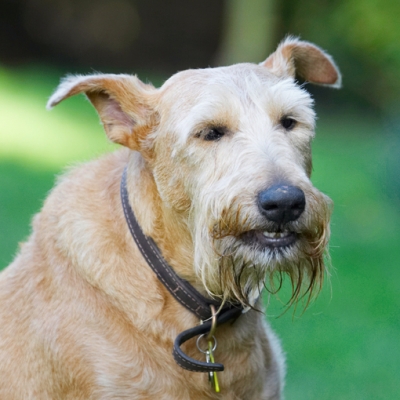 Hey, I've got my mouth full
Ключові слова: Animal Animals Canine Canines Dog Dogs Irish Terrier Land Mammal Land Mammals Play Playing Playtime Terrestrial Mammal Terrestrial Mammals Terriers Tintin