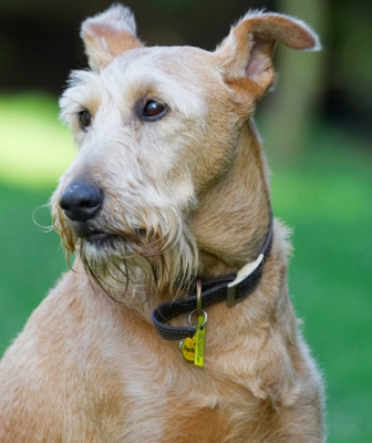 Wot's going on over there?
Palabras clave: Animal Animals Canine Canines Dog Dogs Irish Terrier Land Mammal Land Mammals Play Playing Playtime Terrestrial Mammal Terrestrial Mammals Terriers Tintin