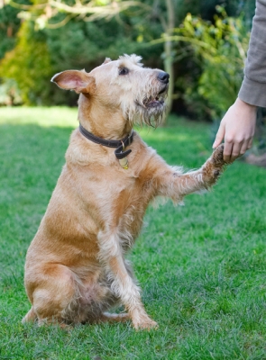 Please, may I have some more cookie
Ключевые слова: Animal Animals Canine Canines Dog Dogs Hands Irish Terrier Land Mammal Land Mammals Play Playing Playtime Shake Shaking Terrestrial Mammal Terrestrial Mammals Terriers Tintin