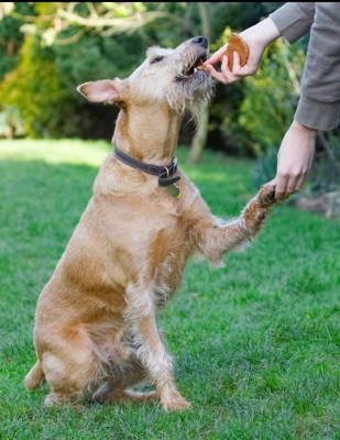 It works every time!!
Palabras clave: Animal Animals Canine Canines Dog Dogs Hands Irish Terrier Land Mammal Land Mammals Play Playing Playtime Shake Shaking Terrestrial Mammal Terrestrial Mammals Terriers Tintin
