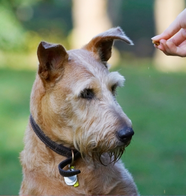 I'm not taking my eyes off that
Λέξεις-κλειδιά: Animal Animals Canine Canines Dog Dogs Irish Terrier Land Mammal Land Mammals Play Playing Playtime Terrestrial Mammal Terrestrial Mammals Terriers Tintin