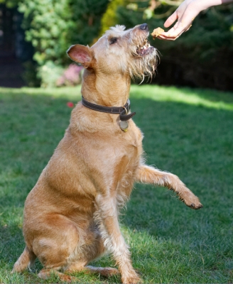 Oh, goody, here it comes
Ключові слова: Animal Animals Butter Canine Canines Dog Dogs Irish Terrier Land Mammal Land Mammals Peanut Play Playing Playtime Terrestrial Mammal Terrestrial Mammals Terriers Tintin