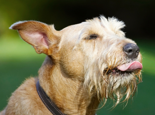 I'm in doggie heaven
Ključne besede: Animal Animals Butter Canine Canines Dog Dogs Irish Terrier Land Mammal Land Mammals Peanut Play Playing Playtime Terrestrial Mammal Terrestrial Mammals Terriers Tintin Tongue