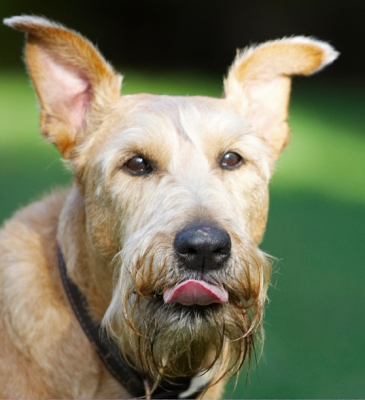 D'ya know how good this is??
Schlüsselwörter: Animal Animals Butter Canine Canines Dog Dogs Irish Terrier Land Mammal Land Mammals Peanut Play Playing Playtime Terrestrial Mammal Terrestrial Mammals Terriers Tintin Tongue