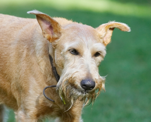 Jus' working through it
Słowa kluczowe: Animal Animals Butter Canine Canines Dog Dogs Irish Terrier Land Mammal Land Mammals Peanut Play Playing Playtime Terrestrial Mammal Terrestrial Mammals Terriers Tintin