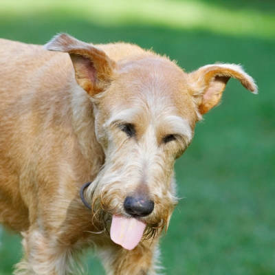 Has it all gone?
Keywords: Animal Animals Butter Canine Canines Dog Dogs Irish Terrier Land Mammal Land Mammals Peanut Play Playing Playtime Terrestrial Mammal Terrestrial Mammals Terriers Tintin Tongue