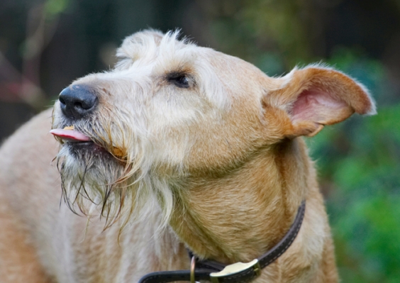 Mmmmmmmm, mmmmmmmm
Palabras clave: Animal Animals Butter Canine Canines Dog Dogs Irish Terrier Land Mammal Land Mammals Peanut Play Playing Playtime Terrestrial Mammal Terrestrial Mammals Terriers Tintin Tongue