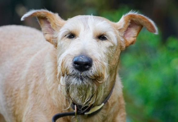 Jus' finishing it off.........
Mots-clés: Animal Animals Butter Canine Canines Dog Dogs Irish Terrier Land Mammal Land Mammals Peanut Play Playing Playtime Terrestrial Mammal Terrestrial Mammals Terriers Tintin