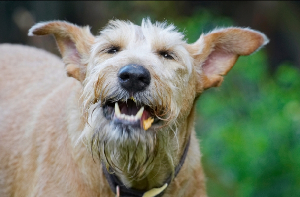 .......... ha, ha, ate it all
Palabras clave: Animal Animals Butter Canine Canines Dog Dogs Irish Terrier Land Mammal Land Mammals Laugh Laughing Peanut Play Playing Playtime Terrestrial Mammal Terrestrial Mammals Terriers Tintin