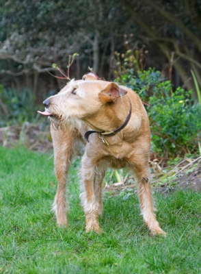 Boy, this is work
Palabras clave: Animal Animals Butter Canine Canines Dog Dogs Irish Terrier Land Mammal Land Mammals Peanut Play Playing Playtime Terrestrial Mammal Terrestrial Mammals Terriers Tintin Tongue