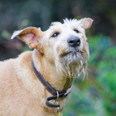 I'm still working on it.......
Palabras clave: Animal Animals Butter Canine Canines Dog Dogs Irish Terrier Land Mammal Land Mammals Peanut Play Playing Playtime Terrestrial Mammal Terrestrial Mammals Terriers Tintin
