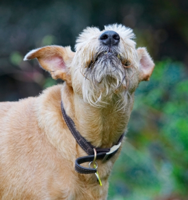 ......... really hard
Palabras clave: Animal Animals Butter Canine Canines Dog Dogs Irish Terrier Land Mammal Land Mammals Peanut Play Playing Playtime Terrestrial Mammal Terrestrial Mammals Terriers Tintin