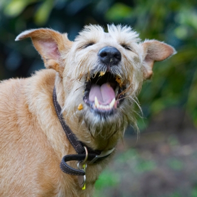 ......... see, all gone
Schlüsselwörter: Animal Animals Butter Canine Canines Dog Dogs Irish Terrier Land Mammal Land Mammals Peanut Play Playing Playtime Terrestrial Mammal Terrestrial Mammals Terriers Tintin Tongue