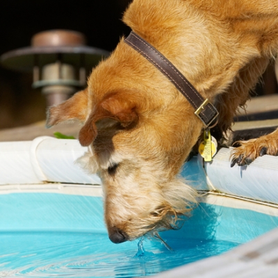 Jus' gotta whet my whistle
Schlüsselwörter: Animal Animals Canine Canines Dog Dogs Irish Terrier Land Mammal Land Mammals Play Playing Playtime Pool Swimming Terrestrial Mammal Terrestrial Mammals Terriers Tintin