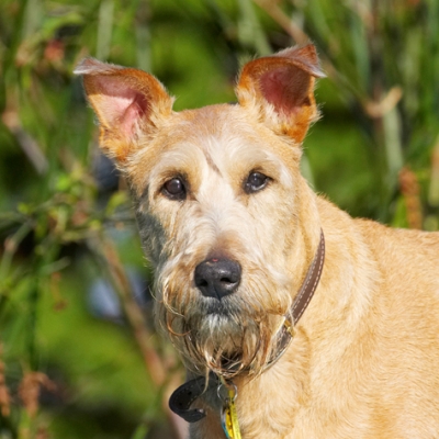 ......... really
Schlüsselwörter: Animal Animals Canine Canines Dog Dogs Irish Terrier Land Mammal Land Mammals Play Playing Playtime Terrestrial Mammal Terrestrial Mammals Terriers Tintin
