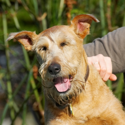 Ooh, ooh, yes, just there
Keywords: Animal Animals Canine Canines Dog Dogs Irish Terrier Land Mammal Land Mammals Play Playing Playtime Terrestrial Mammal Terrestrial Mammals Terriers Tintin Tongue