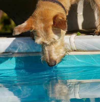 Who's that handsome guy
Keywords: Animal Animals Canine Canines Dog Dogs Irish Terrier Land Mammal Land Mammals Play Playing Playtime Pool Reflection Swimming Terrestrial Mammal Terrestrial Mammals Terriers Tintin Water