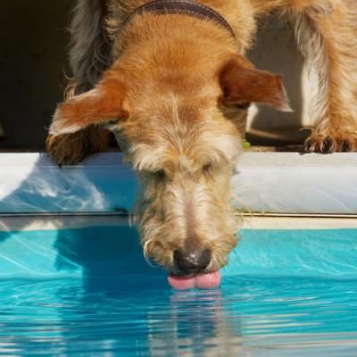 Cool watering hole
Keywords: Animal Animals Canine Canines Dog Dogs Drink Drinking Irish Terrier Land Mammal Land Mammals Play Playing Playtime Pool Swimming Terrestrial Mammal Terrestrial Mammals Terriers Tintin Tongue