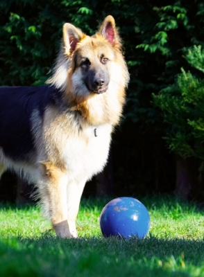 Wot do I do with this?
Ključne besede: Alsatian Alsatians Animal Animals Ball Canine Canines Dog Dogs Gatsby German Shepherd Land Mammal Land Mammals Play Playing Playtime Terrestrial Mammal Terrestrial Mammals