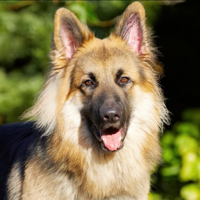 I know, I'm a handsome guy
Keywords: Alsatian Alsatians Animal Animals Canine Canines Dog Dogs Gatsby German Shepherd Land Mammal Land Mammals Play Playing Playtime Terrestrial Mammal Terrestrial Mammals Tongue