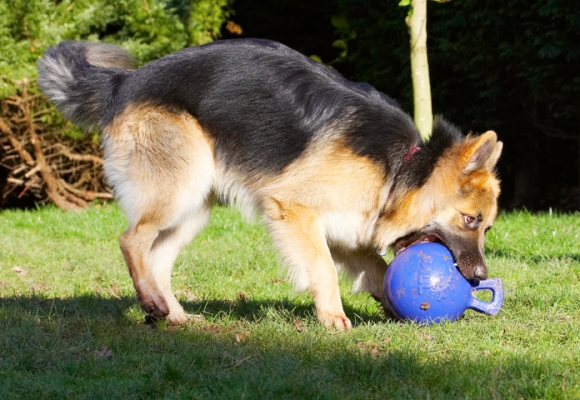Gotta get a good grip....
Palabras clave: Alsatian Alsatians Animal Animals Ball Canine Canines Dog Dogs Gatsby German Shepherd Land Mammal Land Mammals Play Playing Playtime Terrestrial Mammal Terrestrial Mammals