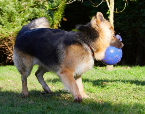 ..... that'll do it ..........
Schlüsselwörter: Alsatian Alsatians Animal Animals Ball Canine Canines Dog Dogs Gatsby German Shepherd Land Mammal Land Mammals Play Playing Playtime Terrestrial Mammal Terrestrial Mammals