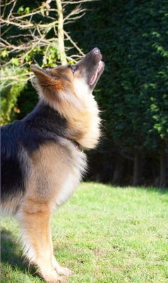 ........ got my eye on the ball .........
Palabras clave: Alsatian Alsatians Animal Animals Canine Canines Dog Dogs Gatsby German Shepherd Land Mammal Land Mammals Play Playing Playtime Terrestrial Mammal Terrestrial Mammals