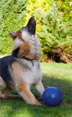 I'm ready
Klíčová slova: Alert Alsatian Alsatians Animal Animals Attention Ball Canine Canines Dog Dogs Gatsby German Shepherd Land Mammal Land Mammals Play Playing Playtime Terrestrial Mammal Terrestrial Mammals
