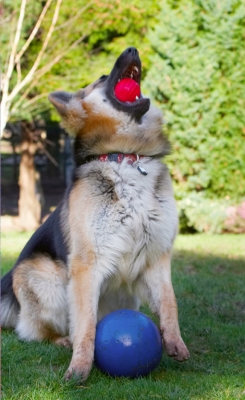 Yo, a catch from a sitting position
Ключови думи: Alsatian Alsatians Animal Animals Ball Canine Canines Catch Catching Dog Dogs Gatsby German Shepherd Land Mammal Land Mammals Play Playing Playtime Terrestrial Mammal Terrestrial Mammals