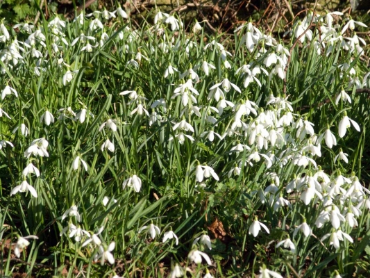 Snowdrops in Bloom
In the Cotswolds, near Tetbury, on a sunny afternoon in early February.
Schlüsselwörter: Cotswolds Flower Flowers Galanthus Plant Plants Snowdrops