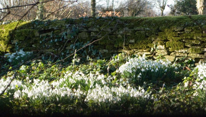 Snowdrops in Bloom
Along a moss-covered wall, in the sunshine, in the Cotswolds in early February
Ключові слова: Cotswolds Flower Flowers Galanthus Plant Plants Snowdrops
