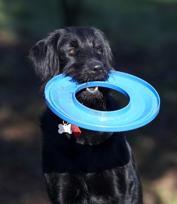 ........ and I'm keeping hold of it
Ključne besede: Animal Animals Canine Canines Dog Dogs Fizz Frisbee Labradoodle Land Mammal Land Mammals Play Playing Terrestrial Mammal Terrestrial Mammals