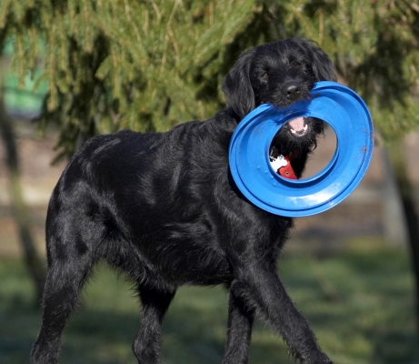 Ha, ha, can't get this from me
Klíčová slova: Animal Animals Canine Canines Dog Dogs Fizz Frisbee Labradoodle Land Mammal Land Mammals Play Playing Terrestrial Mammal Terrestrial Mammals