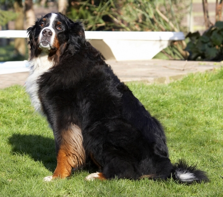 Wot, you want me to ......... run!!
Keywords: Animal Animals Bernese Canine Canines Dog Dogs Land Mammal Land Mammals Mountain Murphy Play Playing Playtime Sit Sitting Terrestrial Mammal Terrestrial Mammals