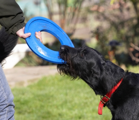 I said, I am NOT letting go
Ključne besede: Animal Animals Canine Canines Dog Dogs Fizz Frisbee Labradoodle Land Mammal Land Mammals Play Playing Terrestrial Mammal Terrestrial Mammals Tug-o-war