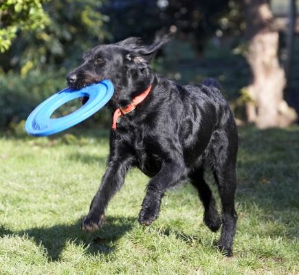I've got the frisbee
Palabras clave: Animal Animals Canine Canines Dog Dogs Fizz Frisbee Labradoodle Land Mammal Land Mammals Play Playing Run Running Terrestrial Mammal Terrestrial Mammals