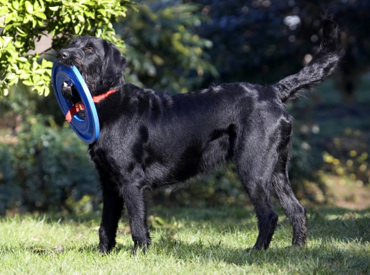 It's mine!!
Λέξεις-κλειδιά: Animal Animals Canine Canines Dog Dogs Fizz Frisbee Labradoodle Land Mammal Land Mammals Play Playing Terrestrial Mammal Terrestrial Mammals