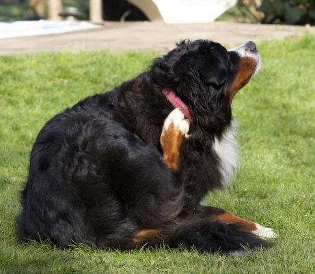 Ooh, ooh, gotta scratch
Schlüsselwörter: Animal Animals Bernese Canine Canines Dog Dogs Land Mammal Land Mammals Mountain Murphy Play Playing Playtime Scratch Scratching Terrestrial Mammal Terrestrial Mammals