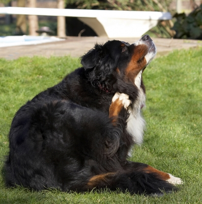 Ooh, ooh, jus' gotta get a bit higher
Palabras clave: Animal Animals Bernese Canine Canines Dog Dogs Land Mammal Land Mammals Mountain Murphy Play Playing Playtime Scratch Scratching Terrestrial Mammal Terrestrial Mammals