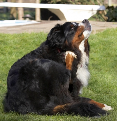 Jus' there
Palabras clave: Animal Animals Bernese Canine Canines Dog Dogs Land Mammal Land Mammals Mountain Murphy Play Playing Playtime Scratch Scratching Terrestrial Mammal Terrestrial Mammals