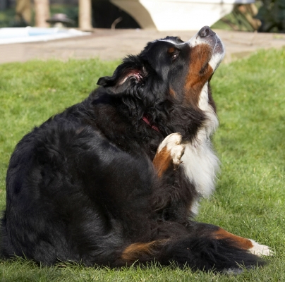 Wow, this is good
Ključne besede: Animal Animals Bernese Canine Canines Dog Dogs Land Mammal Land Mammals Mountain Murphy Play Playing Playtime Scratch Scratching Terrestrial Mammal Terrestrial Mammals