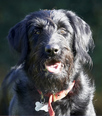 OK, let's have some action
الكلمات الإستدلالية(لتسهيل البحث): Animal Animals Canine Canines Dog Dogs Fizz Labradoodle Land Mammal Land Mammals Play Playing Terrestrial Mammal Terrestrial Mammals Tongue