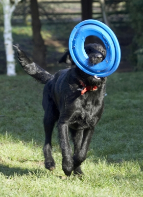 Hey, I can't see where I'm going
Ključne besede: Animal Animals Canine Canines Dog Dogs Fizz Frisbee Labradoodle Land Mammal Land Mammals Play Playing Run Running Terrestrial Mammal Terrestrial Mammals