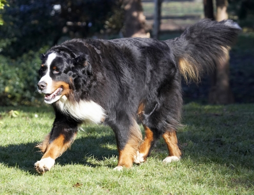 OK, I'm on the prowl
Keywords: Animal Animals Bernese Canine Canines Dog Dogs Land Mammal Land Mammals Mountain Murphy Play Playing Playtime Terrestrial Mammal Terrestrial Mammals